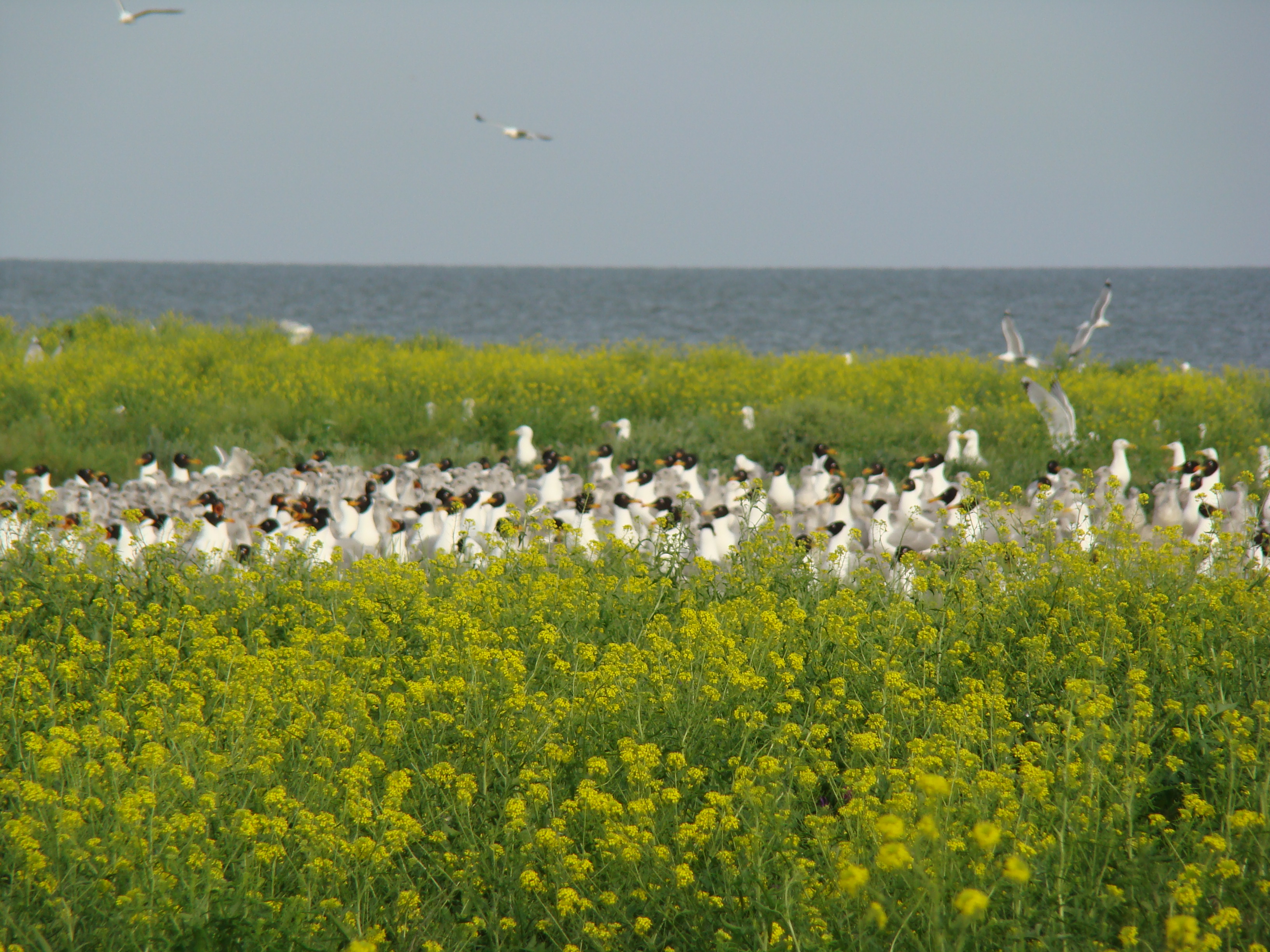 Obytochna Spit, Golenky island 